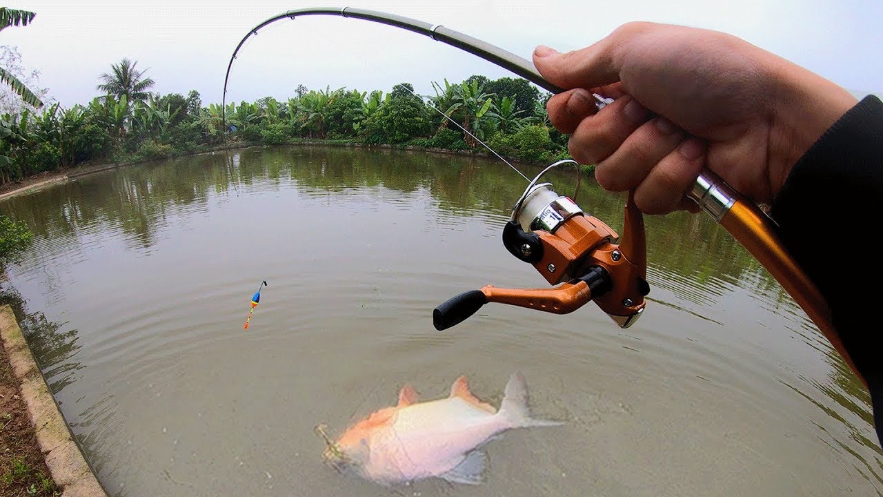 St croix rods -St croix rods